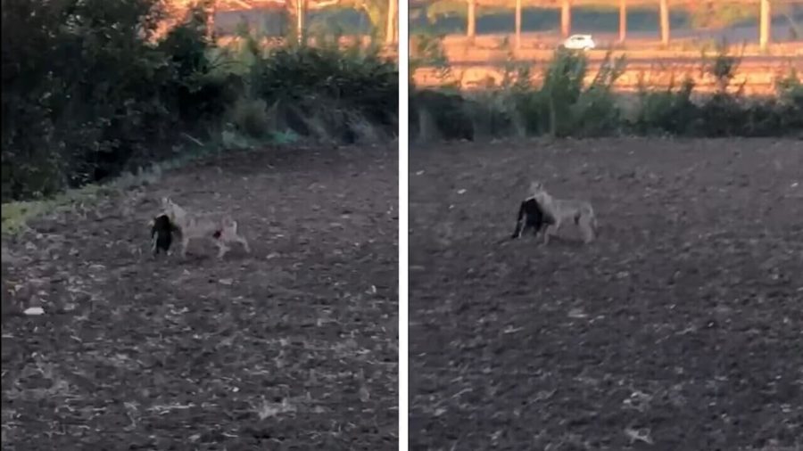 lupo con il cane foto combo