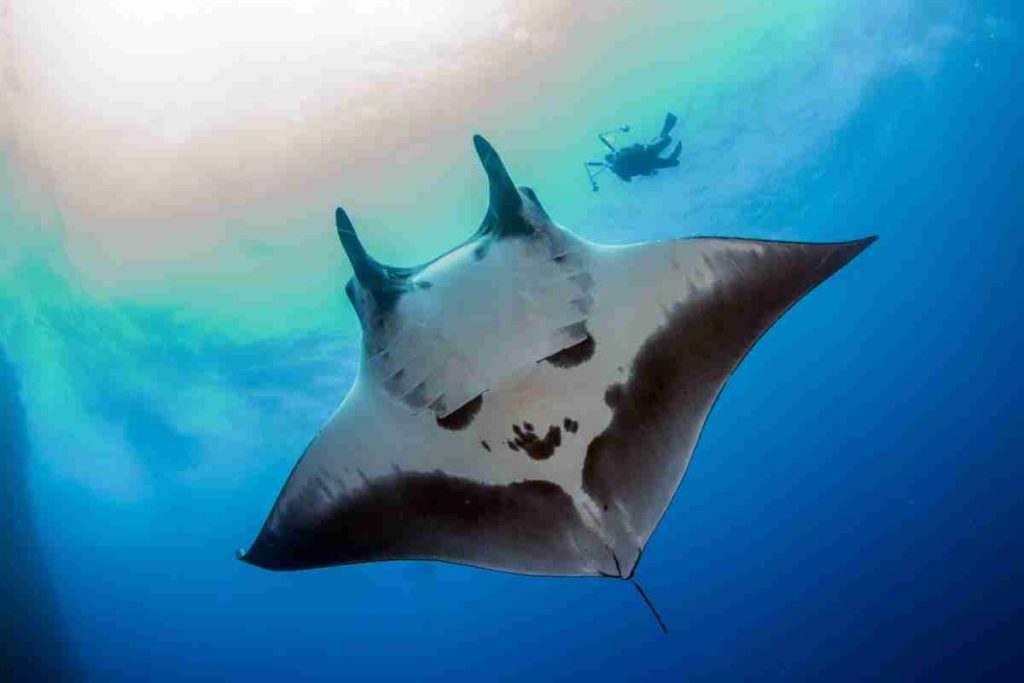 manta gigante