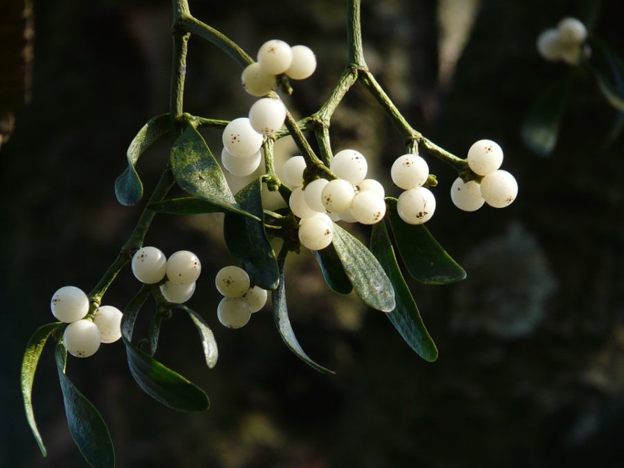 mistletoe berries 16393 960 720