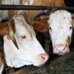 mucche allevamento intensivo