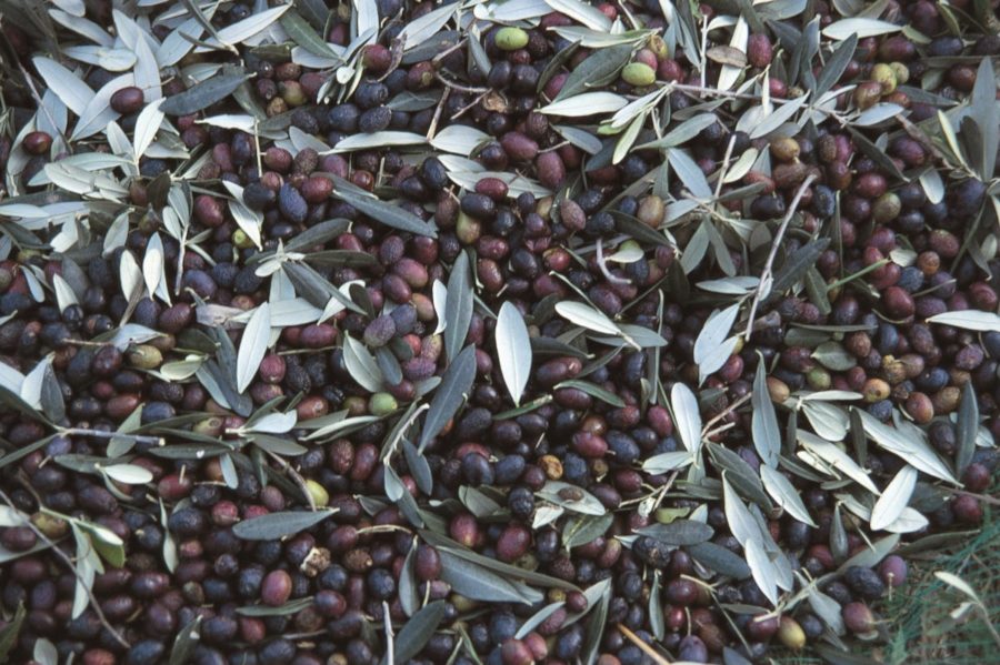 Olio, sul prezzo per i Produttori Colline Toscane pesa la mannaia del caro energia 1 olive 3