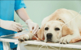 ospedale veterinario gratuito 160x100 1