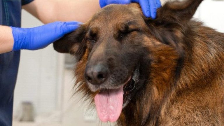 ospedale veterinario pubblico cane 1200x675 1