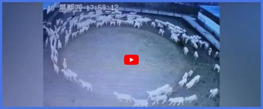 Pecore che girano in tondo e non si fermano mai: il mistero dalla Cina che fa impazzire il web (video) 1 pecore 1