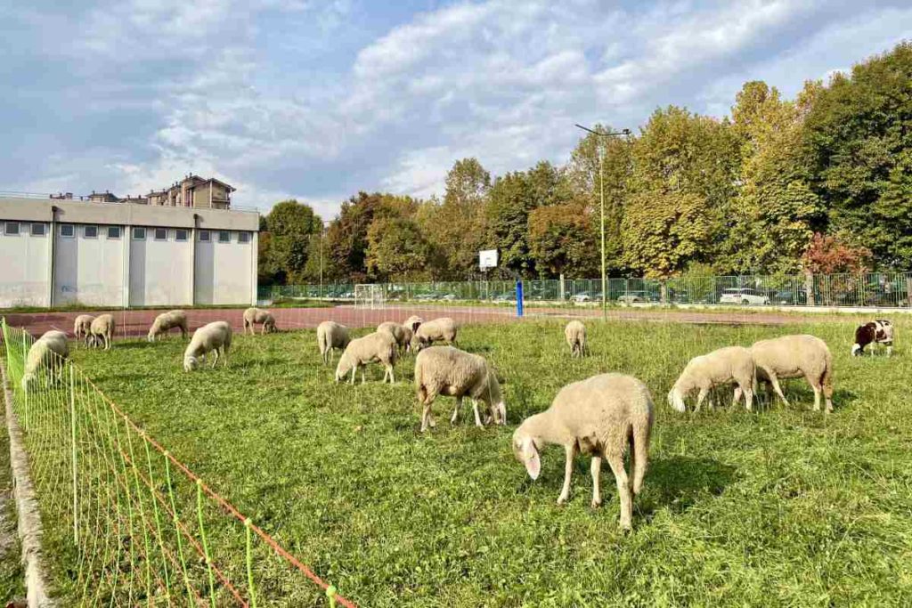 pecore Nichelino scuola