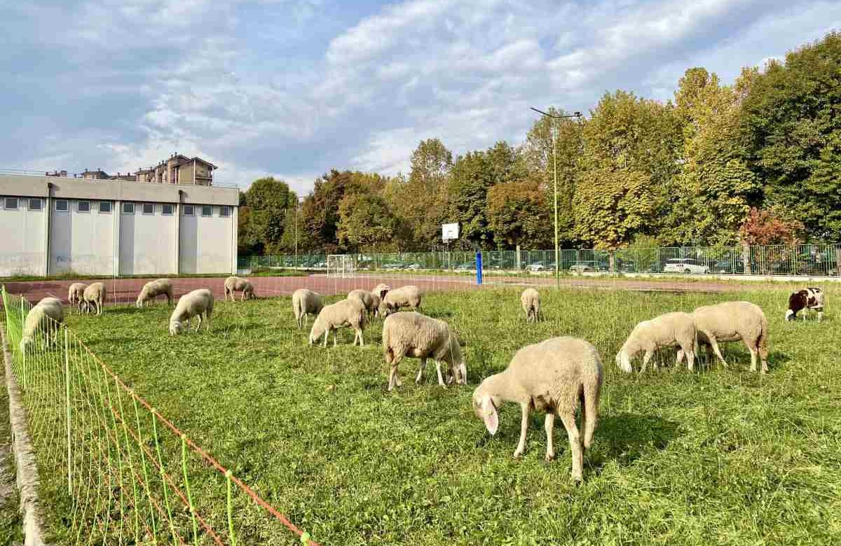 Un gregge di pecore taglierà l’erba nei cortili delle scuole di questo Comune piemontese