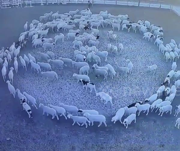 pecore in cerchio copia