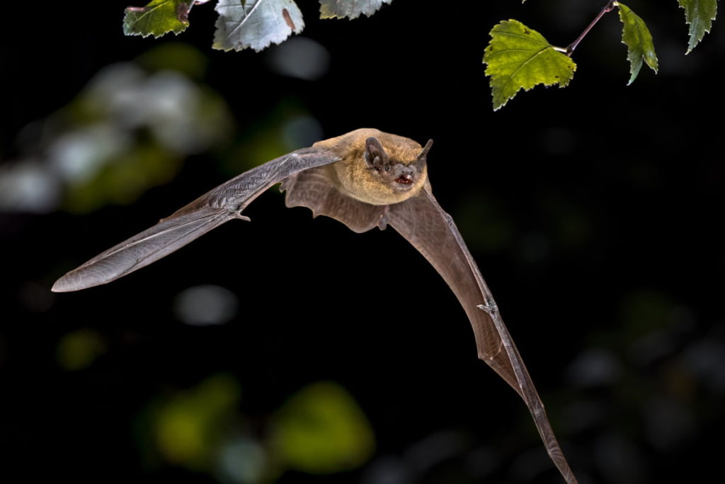 pipistrello 1