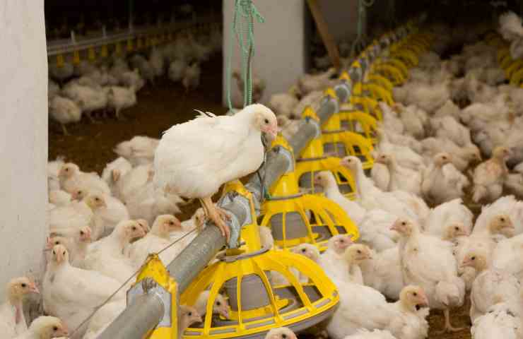 pollame animali massacrati