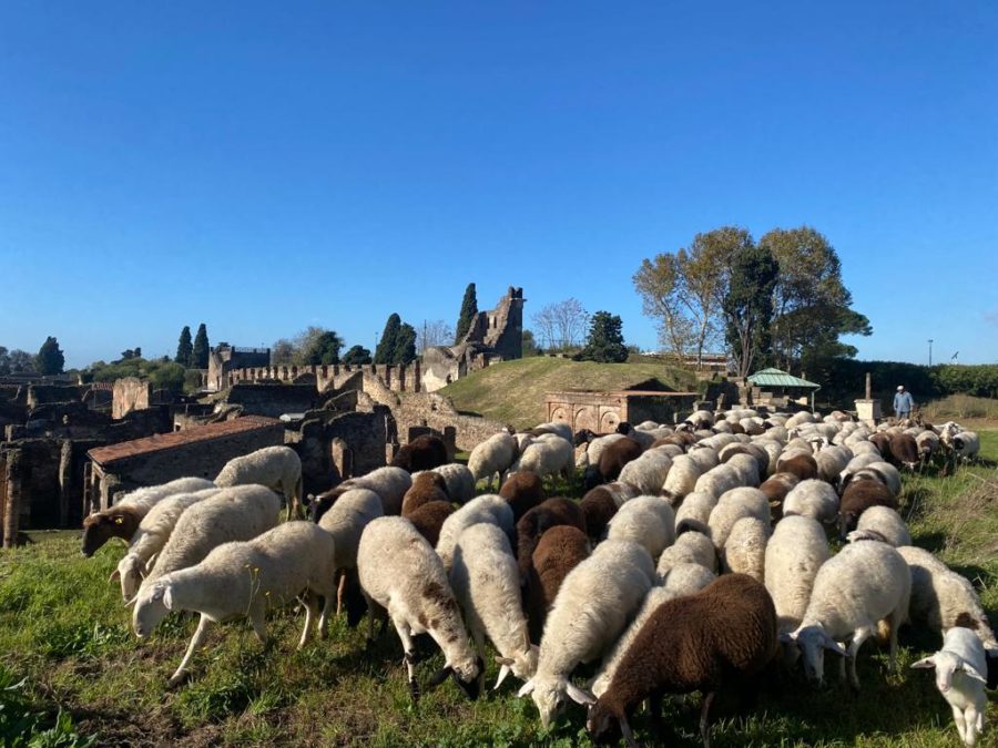 Cosa ci fanno 150 pecore tra gli scavi di Pompei?