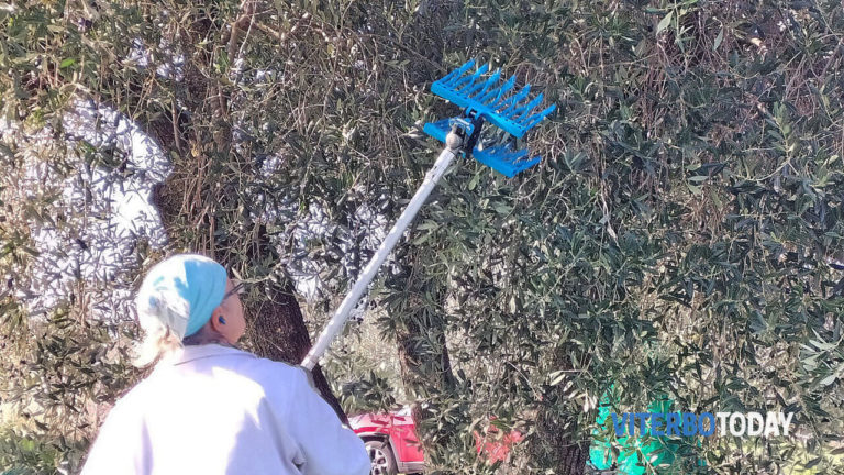 raccolta delle olive