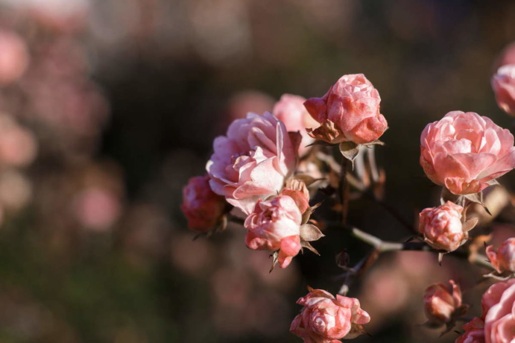 rose