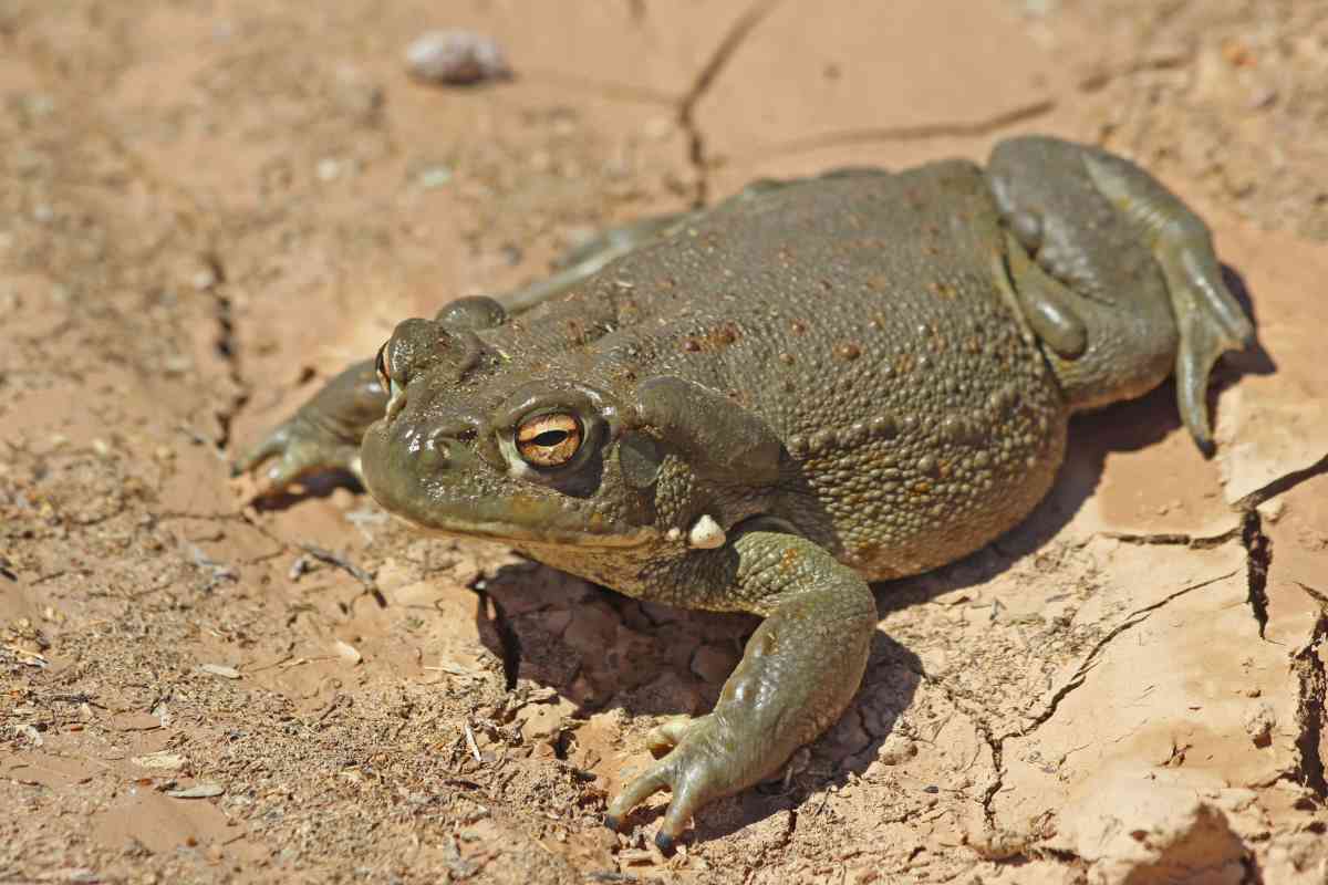 rospo deserto Sonora