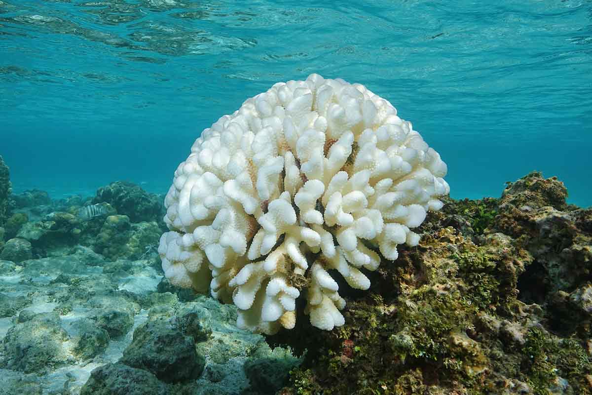 La Grande Barriera Corallina rischia l’ennesimo sbiancamento di massa a causa del caldo record di novembre