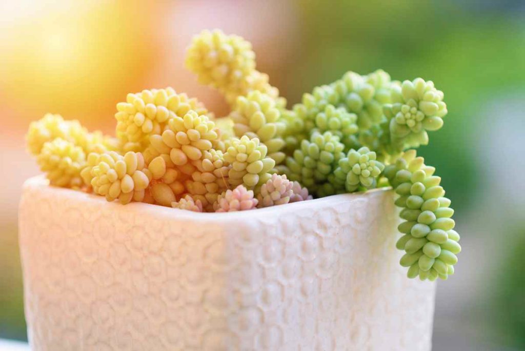 sedum coltivare