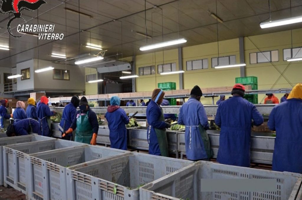sfruttamento del lavoro a viterbo braccianti all opera