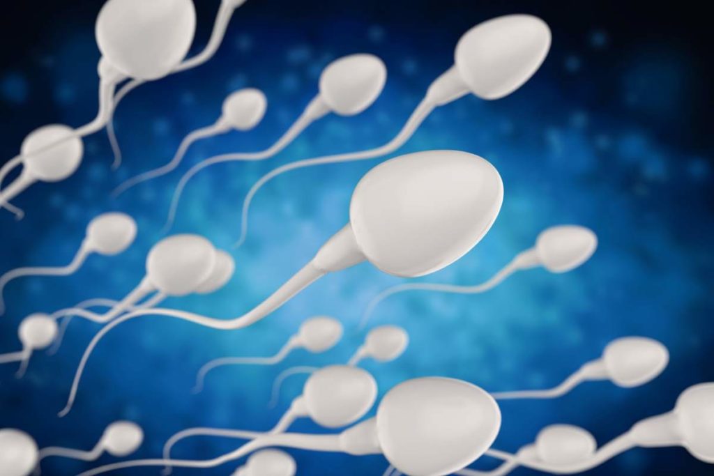 spermatozoi