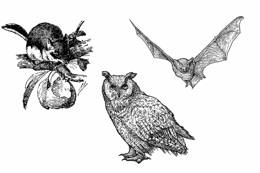 test animali notturni
