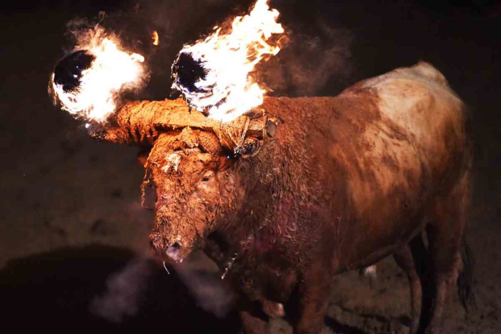 toro jubilio
