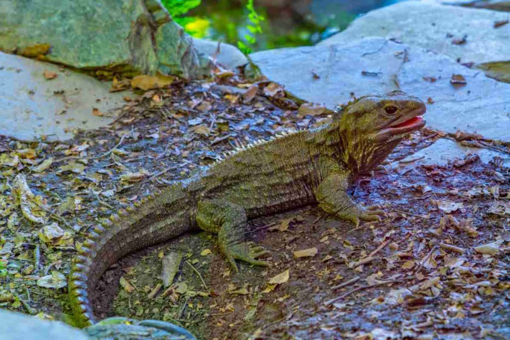 tuatara