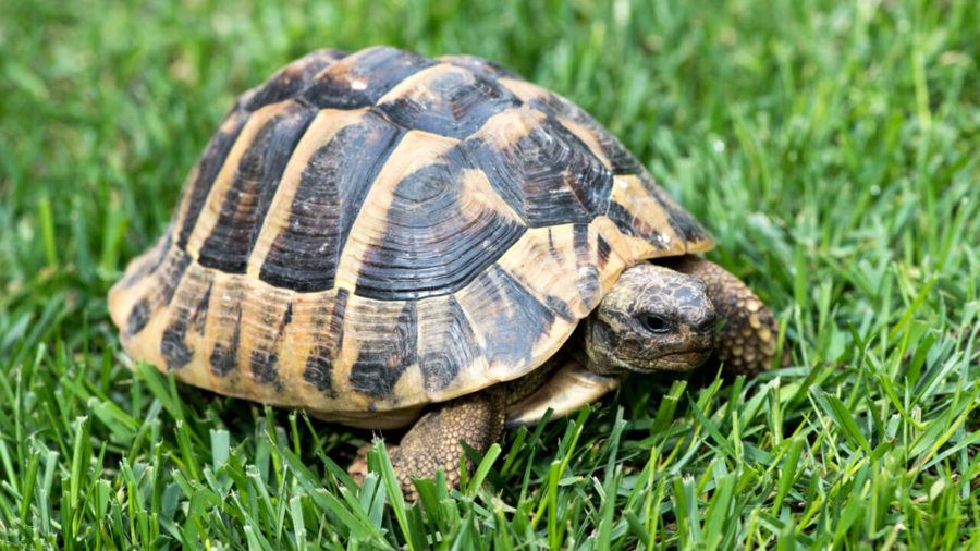 turtle on the grass 2021 08 26 22 34 25 utc