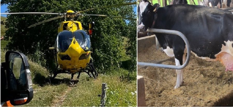 Tragedia in stalla, veterinaria 25enne schiacciata da una mucca: è morta sul posto 1 tyuji678i6