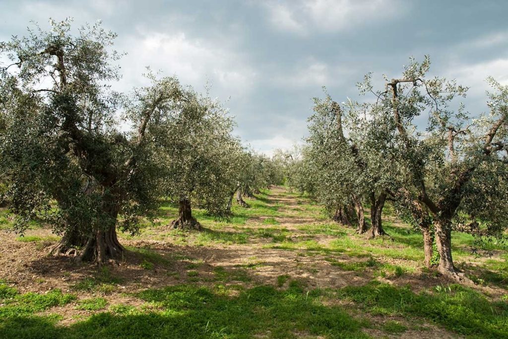 ulivi xylella