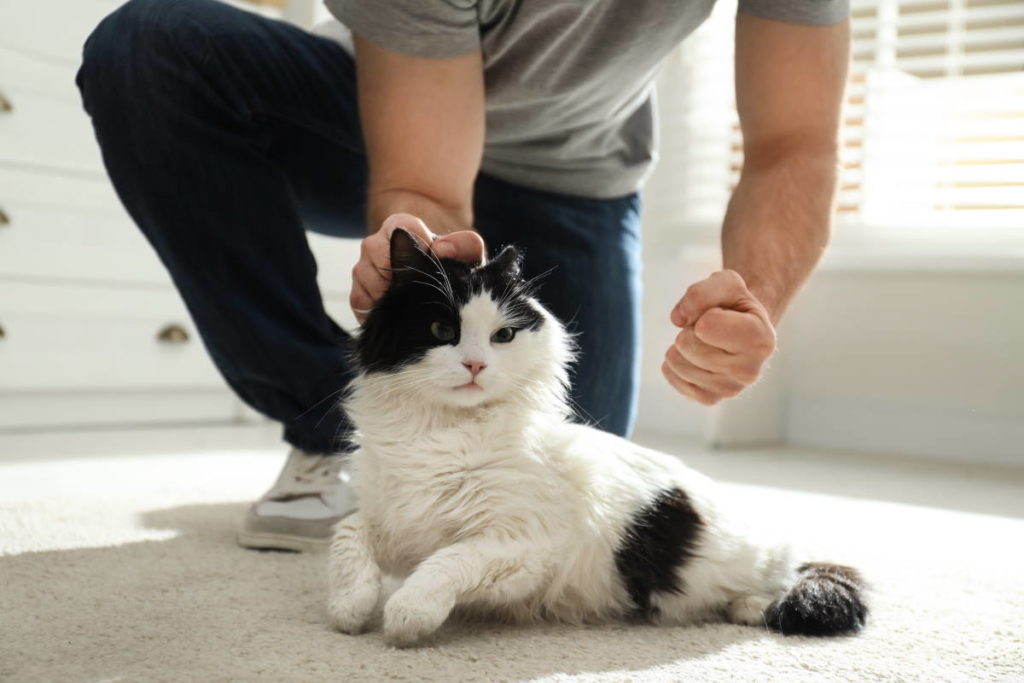 violenza gatto