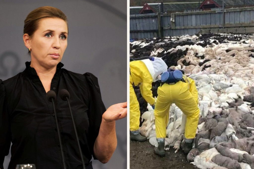 visoni danimarca elezioni