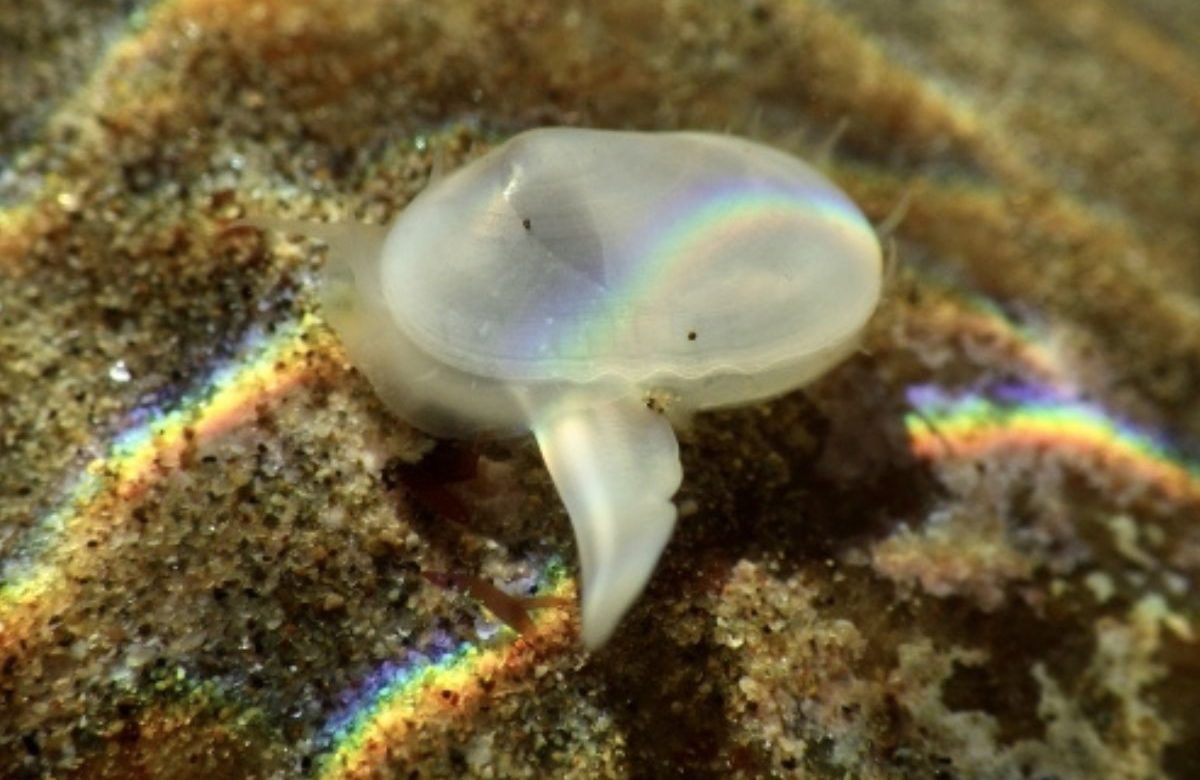 Scoperta una nuova specie di vongola traslucida che si riteneva fosse estinta da millenni