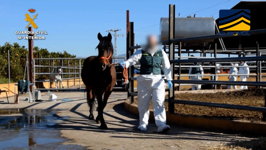 sequestro carne cavallo spagna