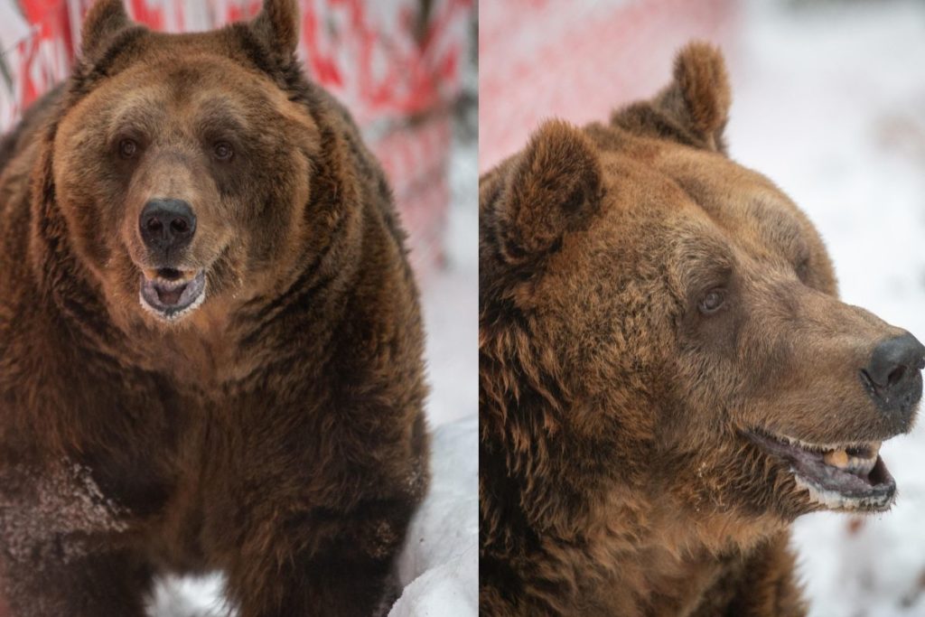 Orso Mark 1