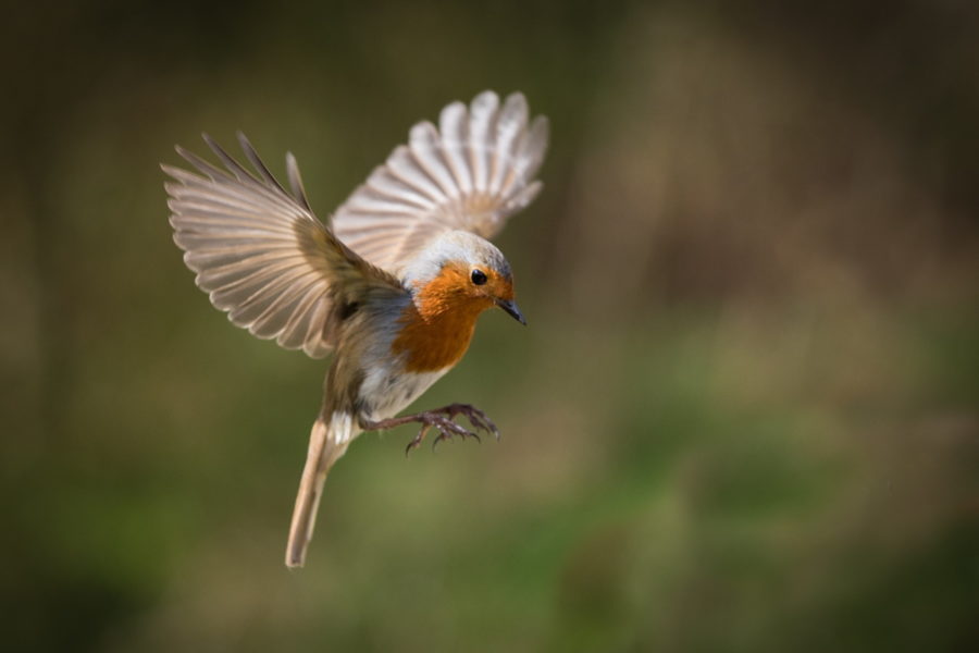 Pettirosso in volo