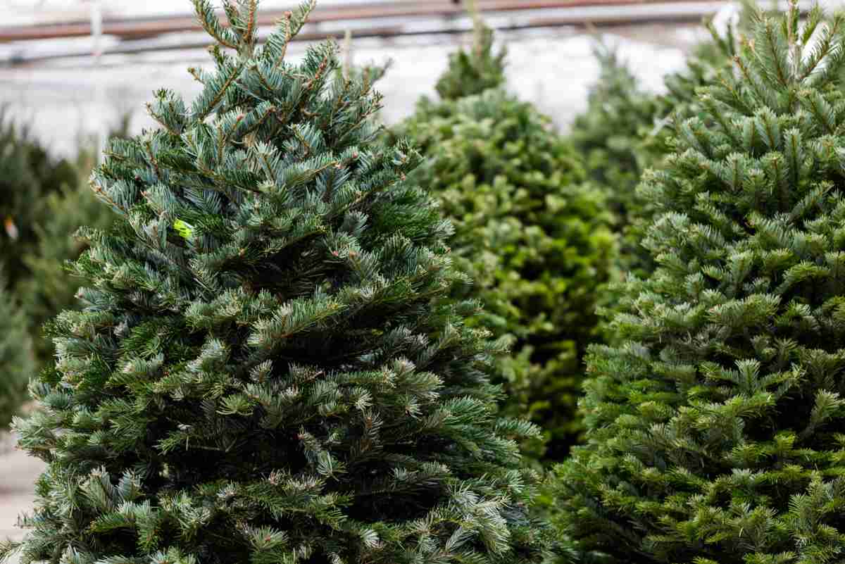 Albero di Natale vero: 5 consigli per farlo durare più a lungo (e non solo a Natale) 1 albero di Natale