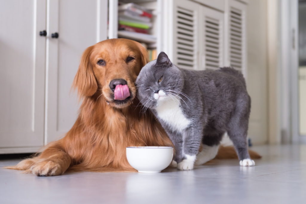 animali domestici