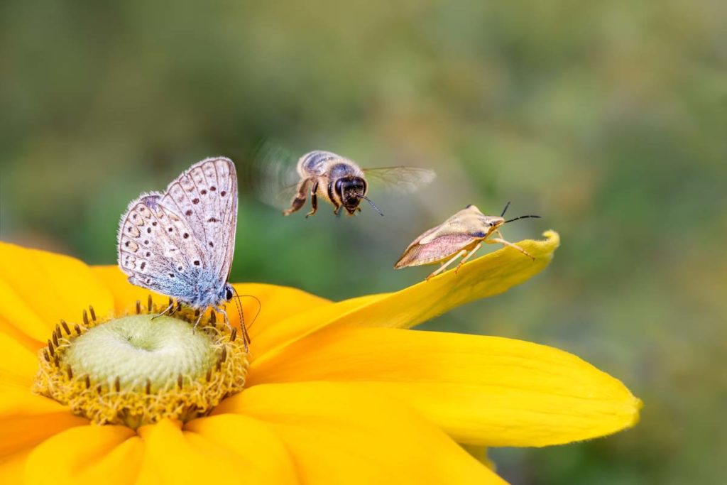 biodiversita 1 1