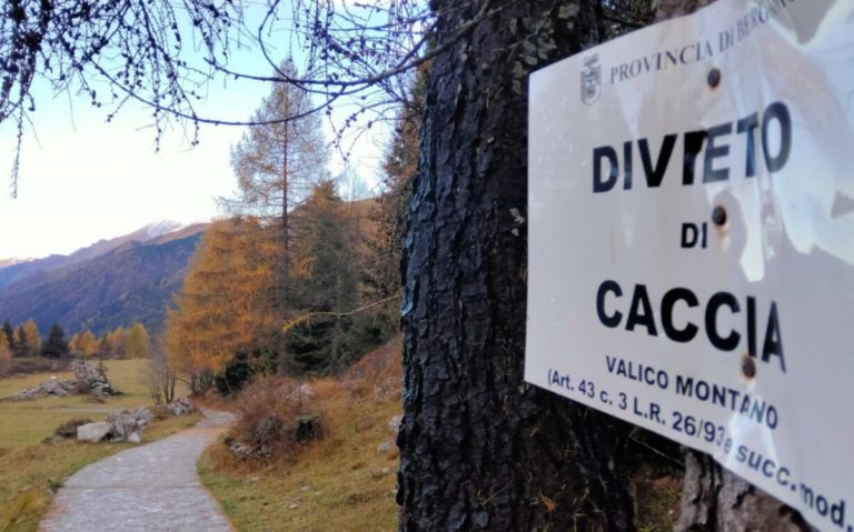 caccia LAc