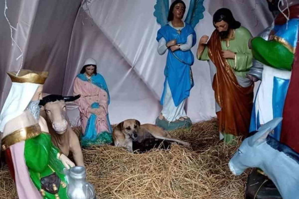 cagnolina parto presepe