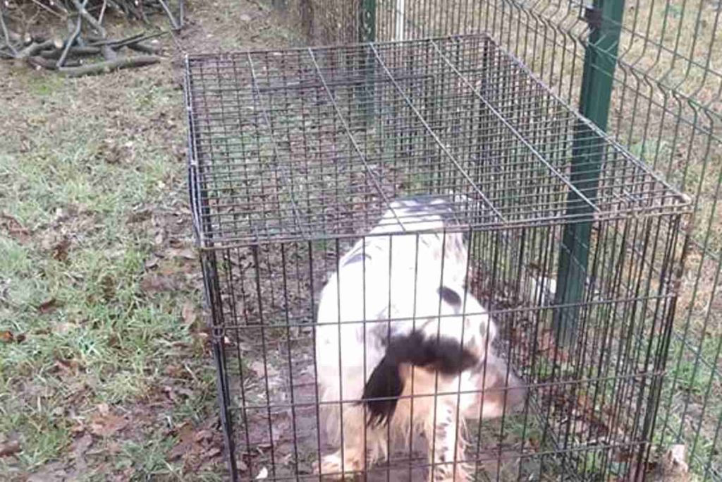 cane 3