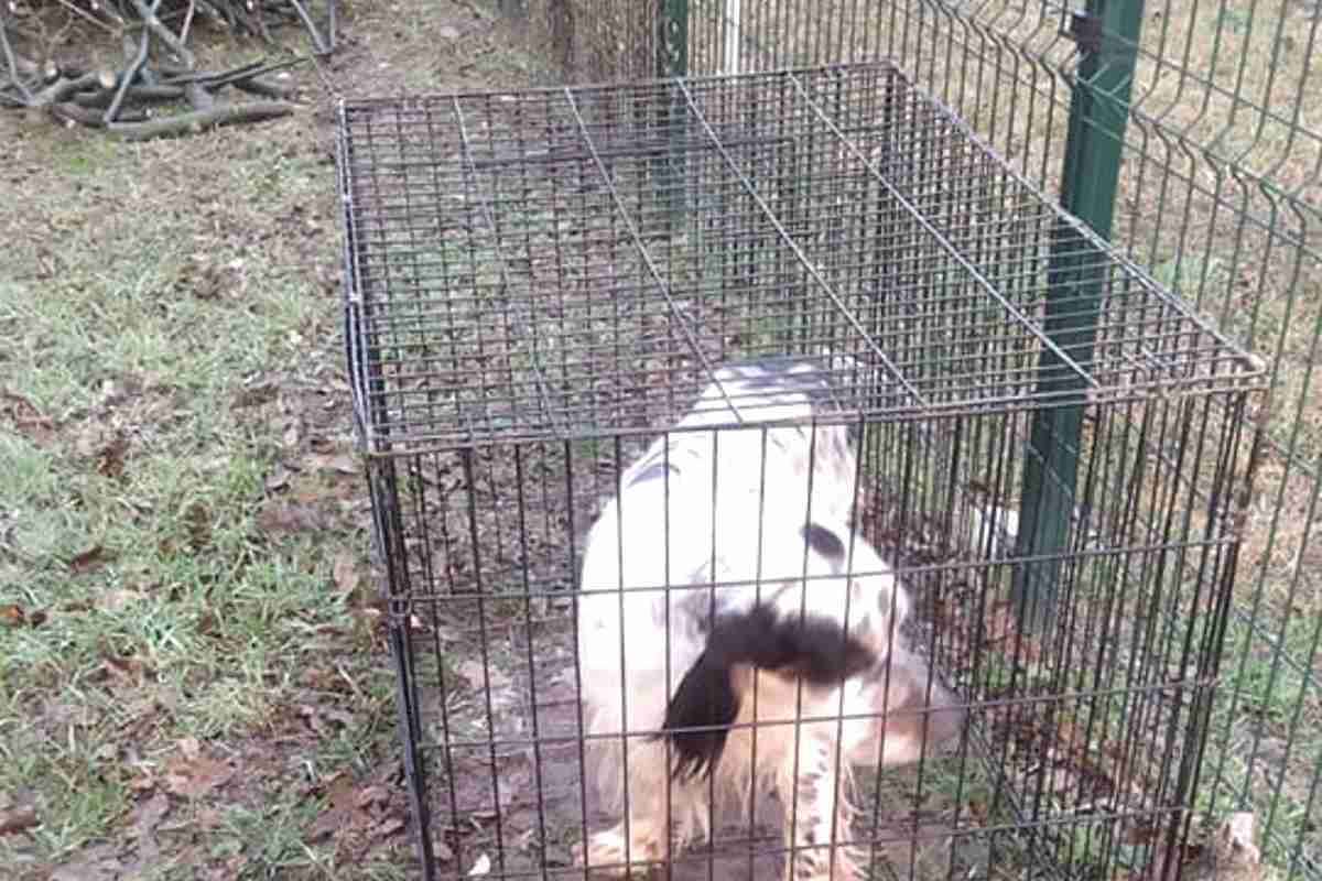 Abbandona il suo cane fuori al canile dopo avergli strappato il microchip dalla cute 1 cane 3