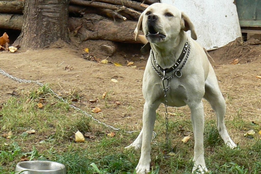 cane alla catena petizione piemonte