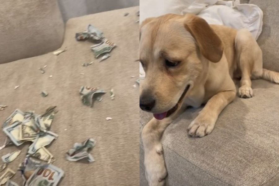 Labrador fa a pezzi banconote per un totale di quasi 2000 euro quando la sua proprietaria non è in casa 1 cane dollari
