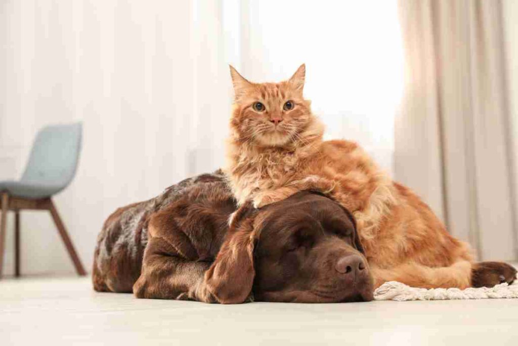 cane gatto