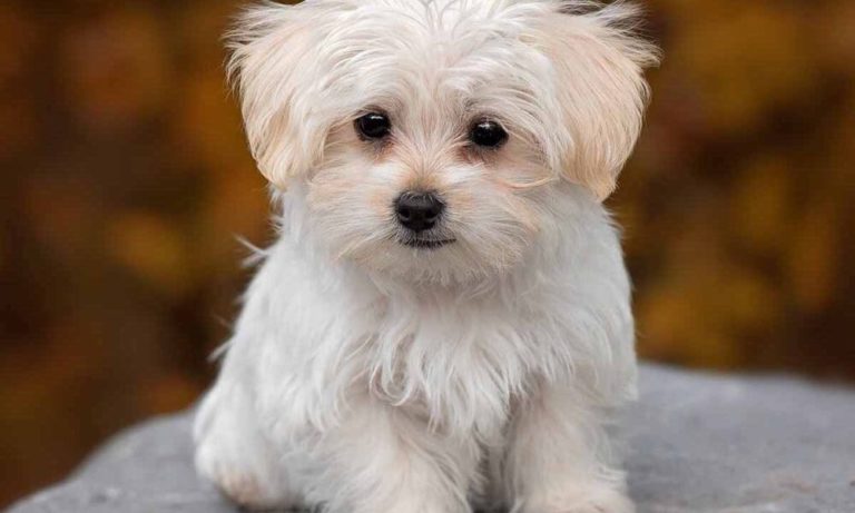 cane maltese 1000x600 1