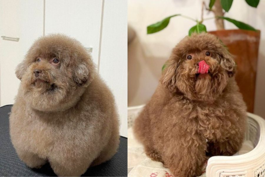 Chiroru, il Barboncino toy tutto tondo che ha fatto impazzire il web 1 cane tondo