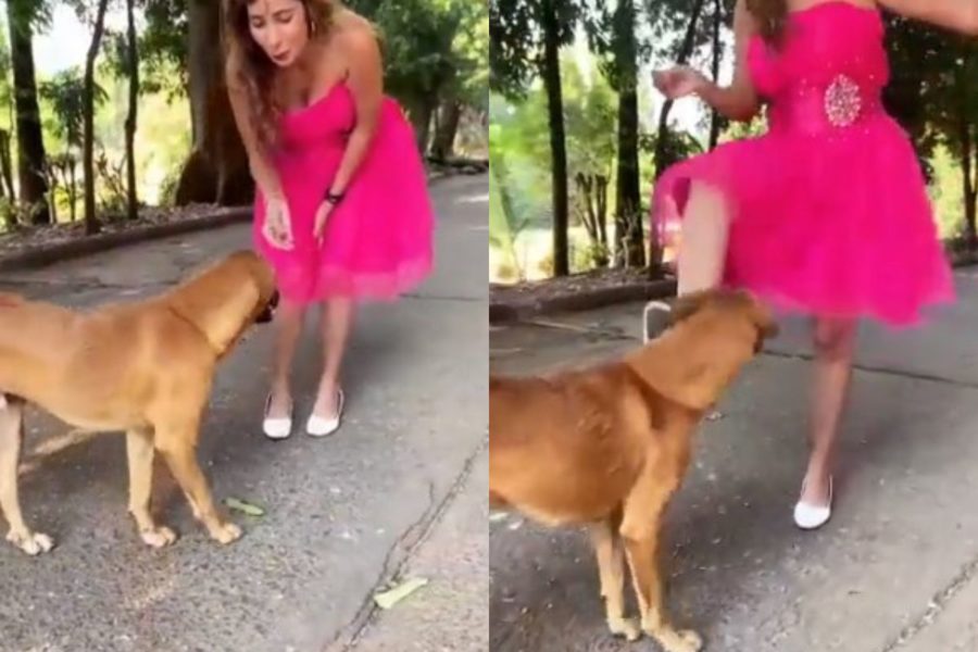 Finge di voler accarezzare un cane abbandonato scodinzolante e gli dà un calcio, postando il video sui social
