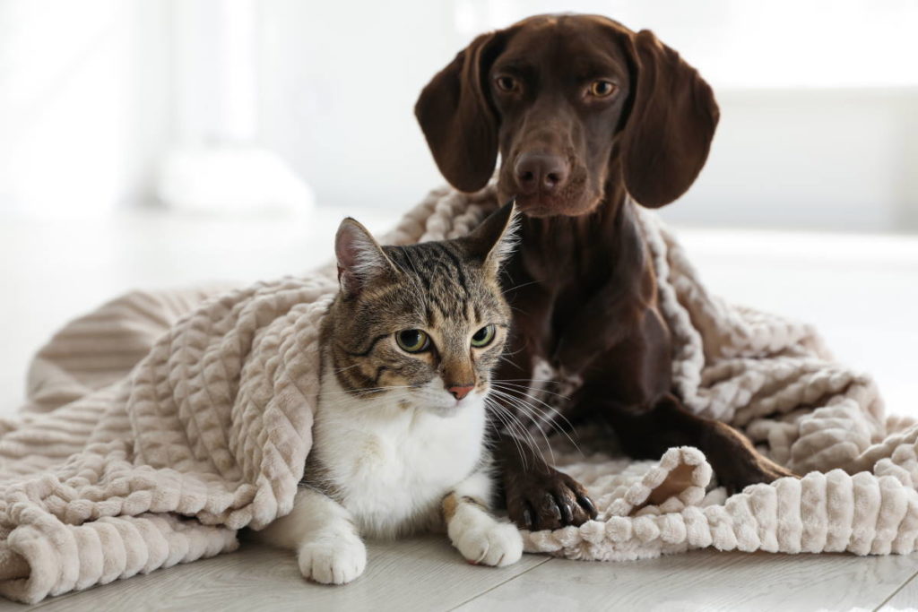 cani e gatti