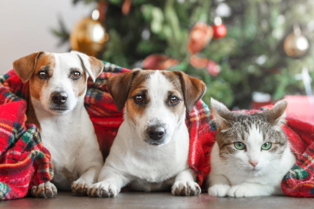 cani gatti capodanno