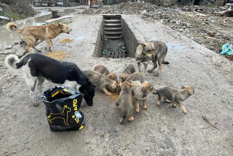 A Natale riempi anche tu la ciotola di un cane o gatto abbandonato o vittima della guerra in Ucraina 1 cani ucraina