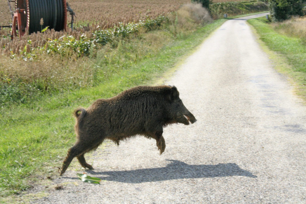 cinghiale scaled 1